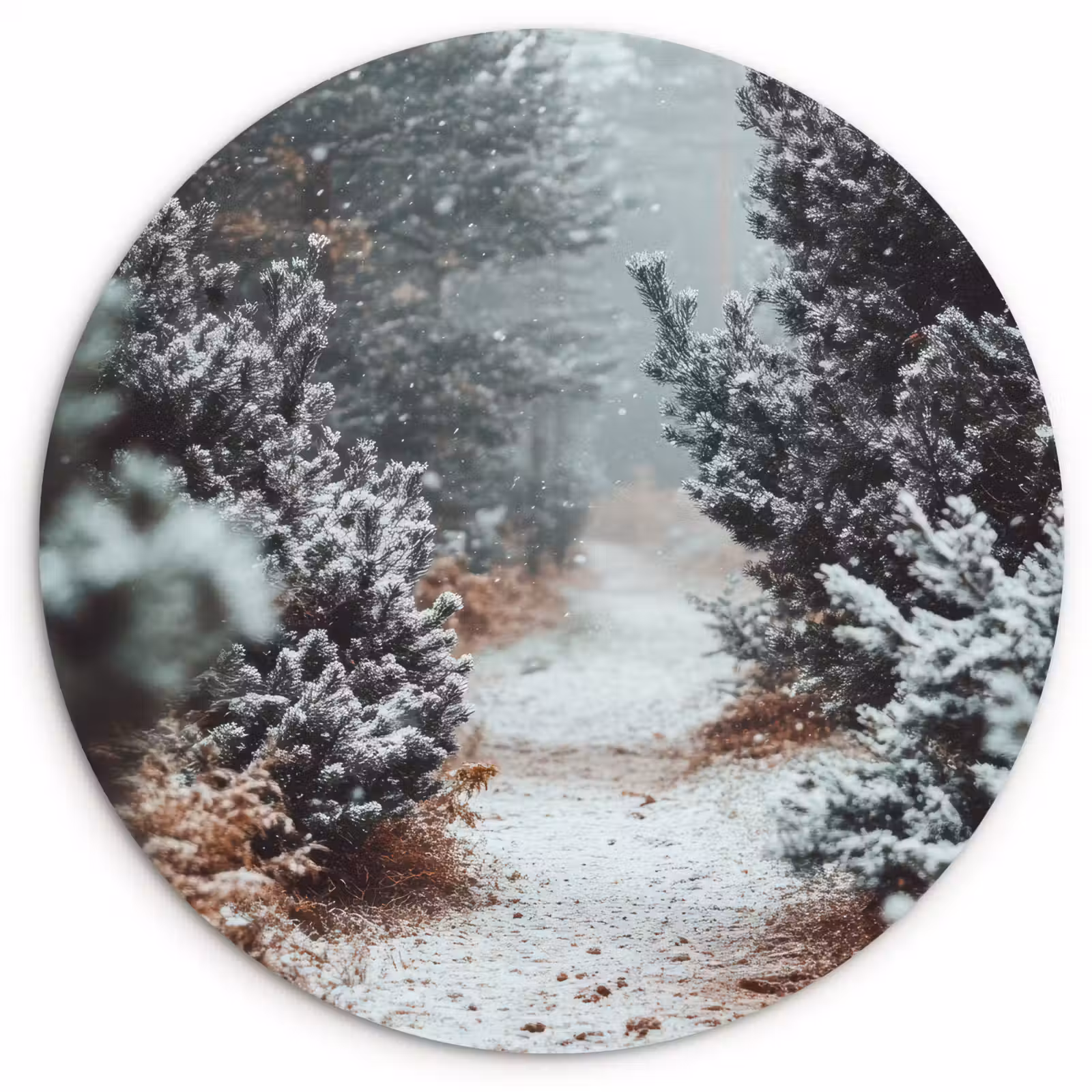 Muurcirkel - Bos - Winter - Bomen - Natuur - Pad - Sneeuw — 1
