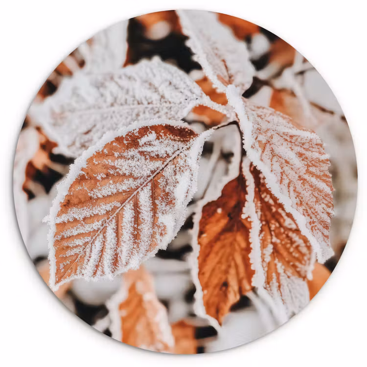 Muurcirkel - Bladeren - IJs - Winter - Natuur — 1