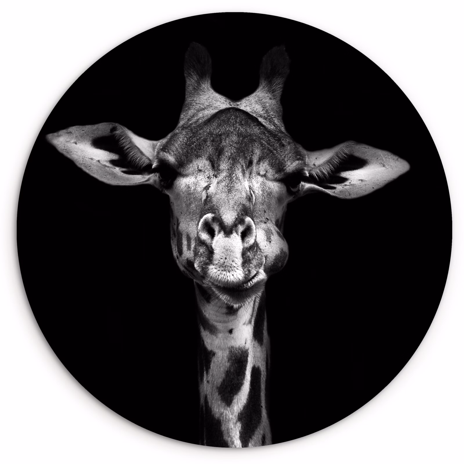 Muurcirkel - Giraffe - Portret - Dieren - Zwart - Wit — 1