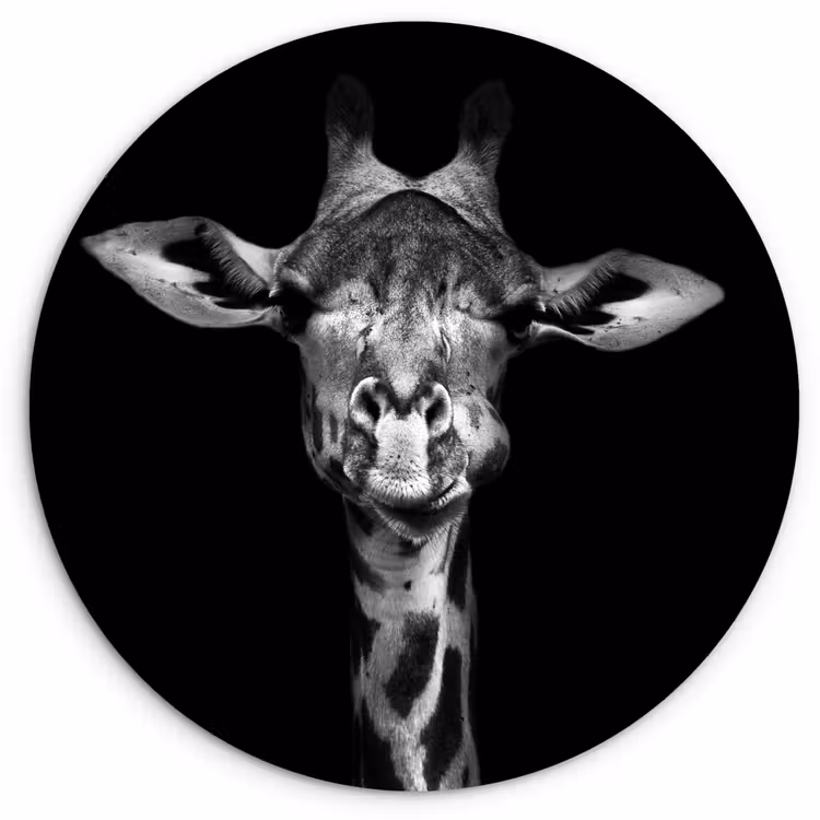 Muurcirkel - Giraffe - Portret - Dieren - Zwart - Wit — 1