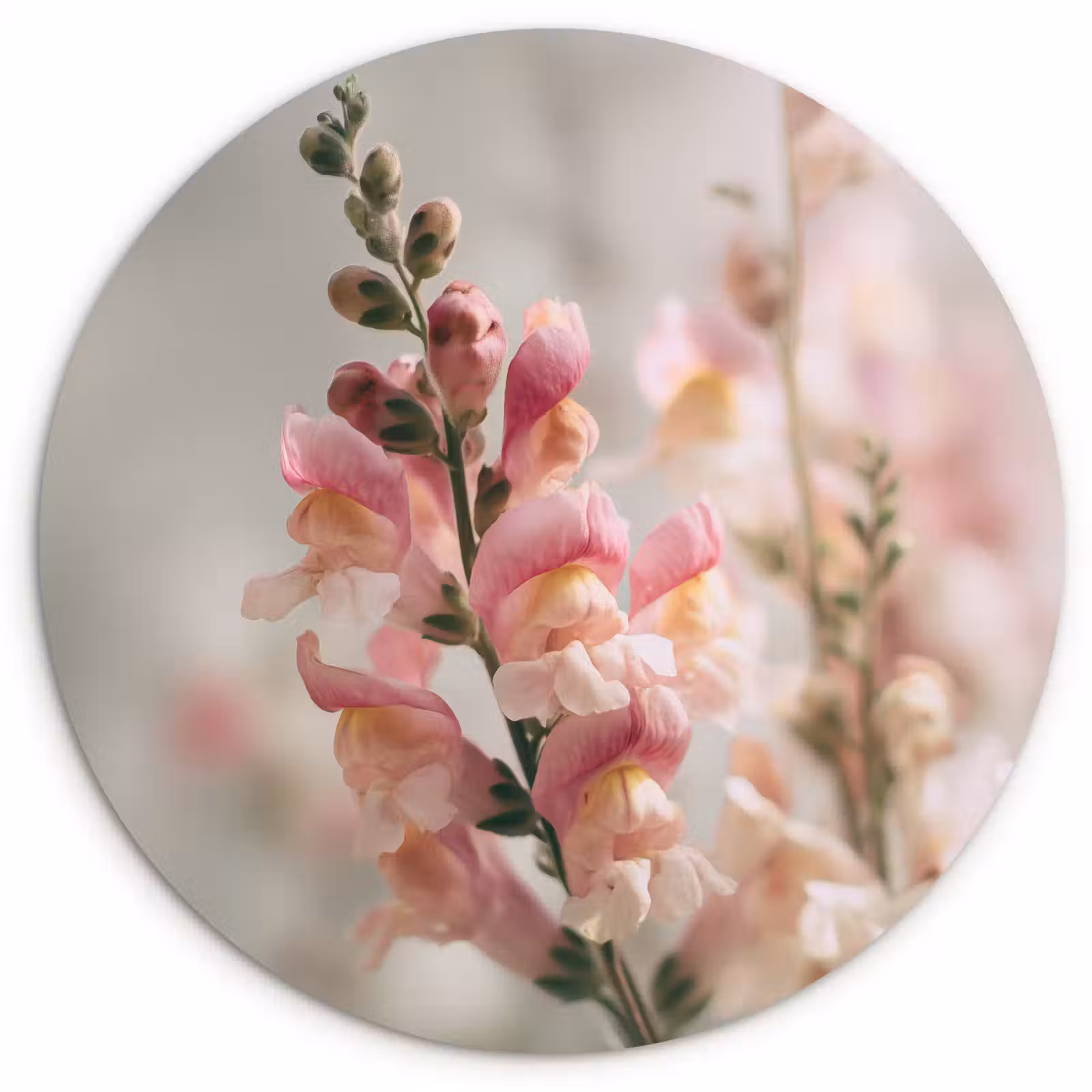 Muurcirkel - Bloem - Leeuwenbek - Roze - Stengel — 1