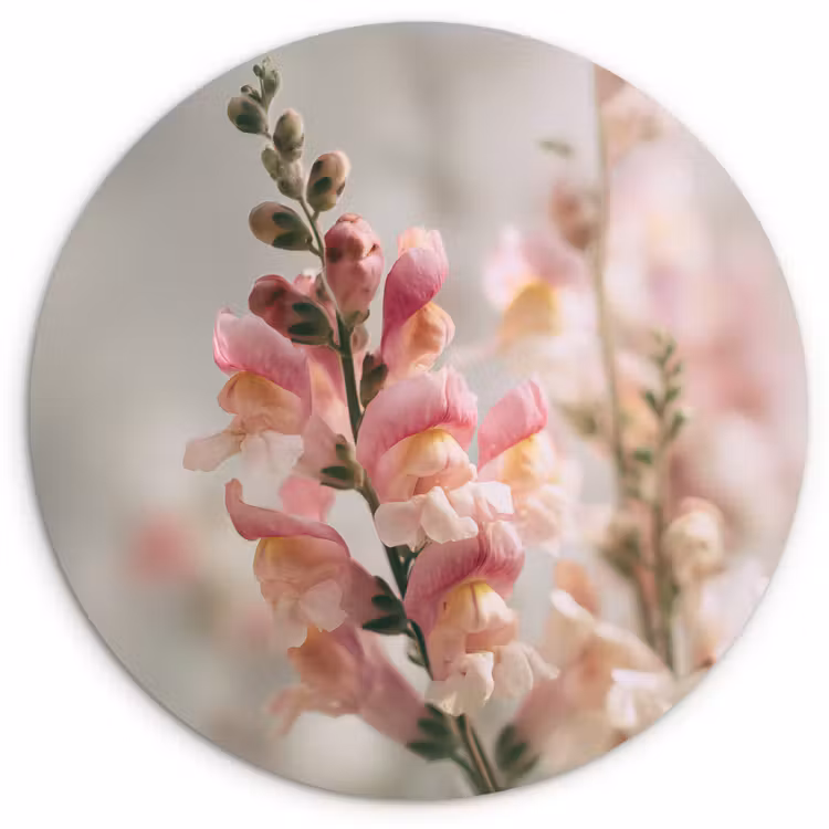 Muurcirkel - Bloem - Leeuwenbek - Roze - Stengel — 1