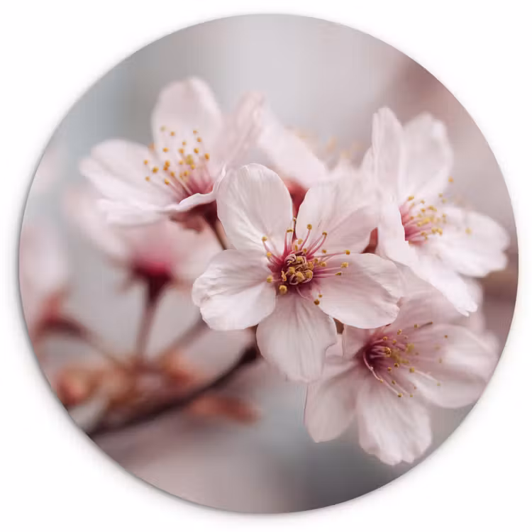 Muurcirkel - Bloesems - Meeldraden - Geel - Wazig — 1