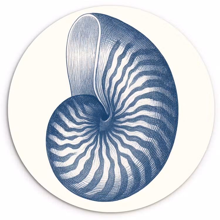 Muurcirkel - Blauw - Schelp - Spiraal — 1