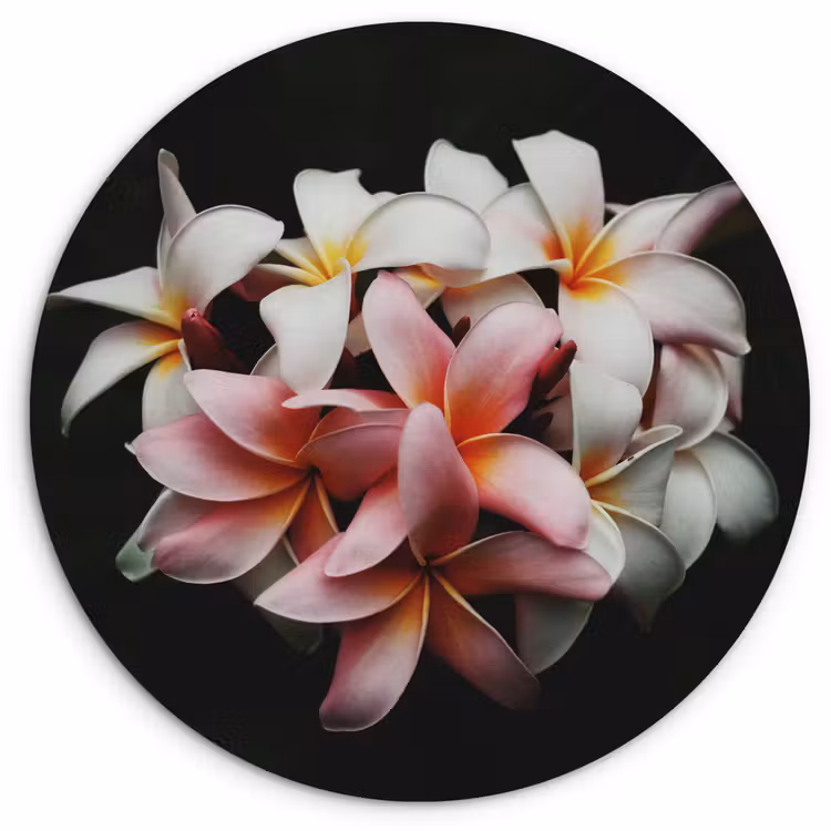 Muurcirkel - Bloemen - Roze - Zwart - Flora - Botanisch — 1