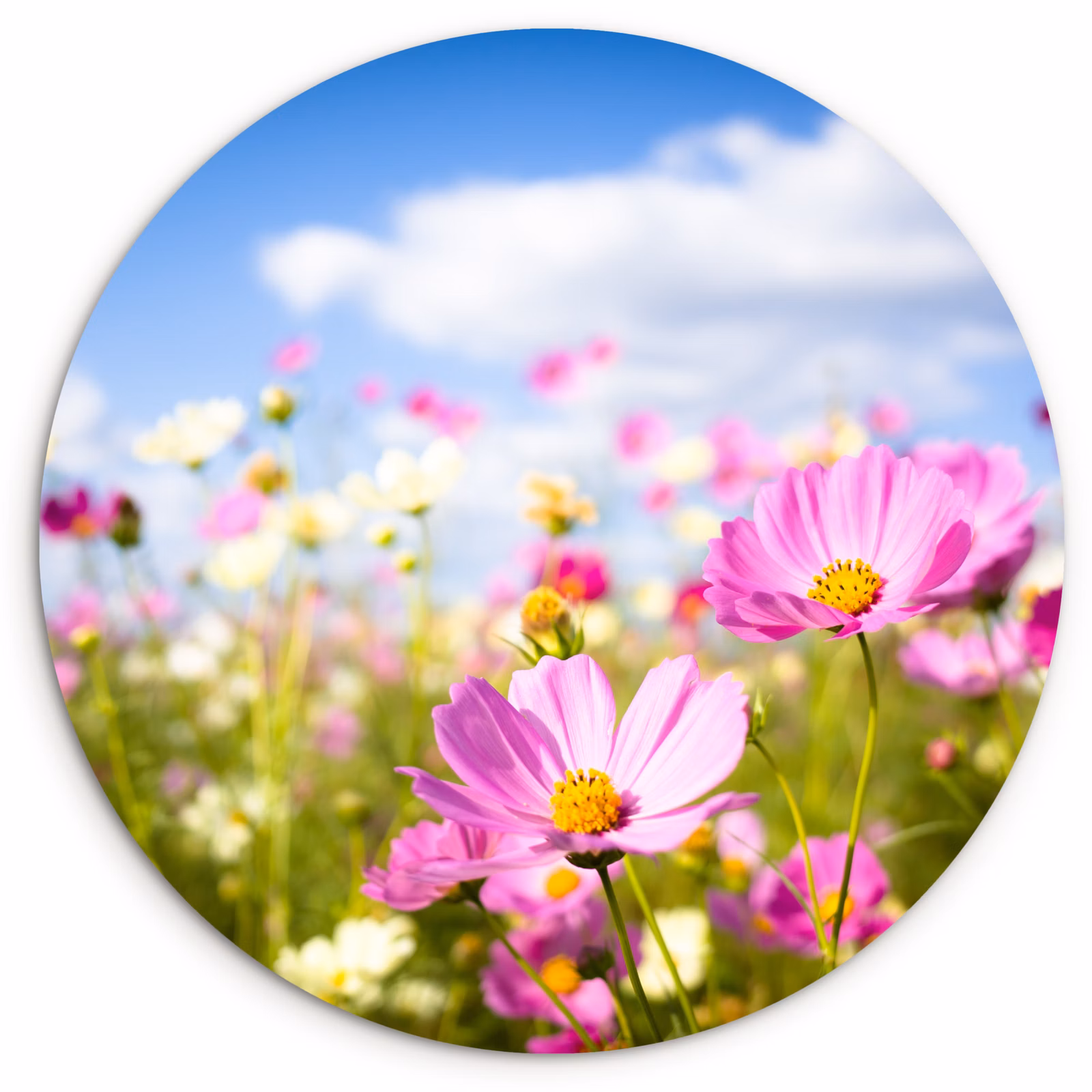 Muurcirkel - Bloemen - Wei - Paars - Gras - Wit - Wolken - Blauw — 1