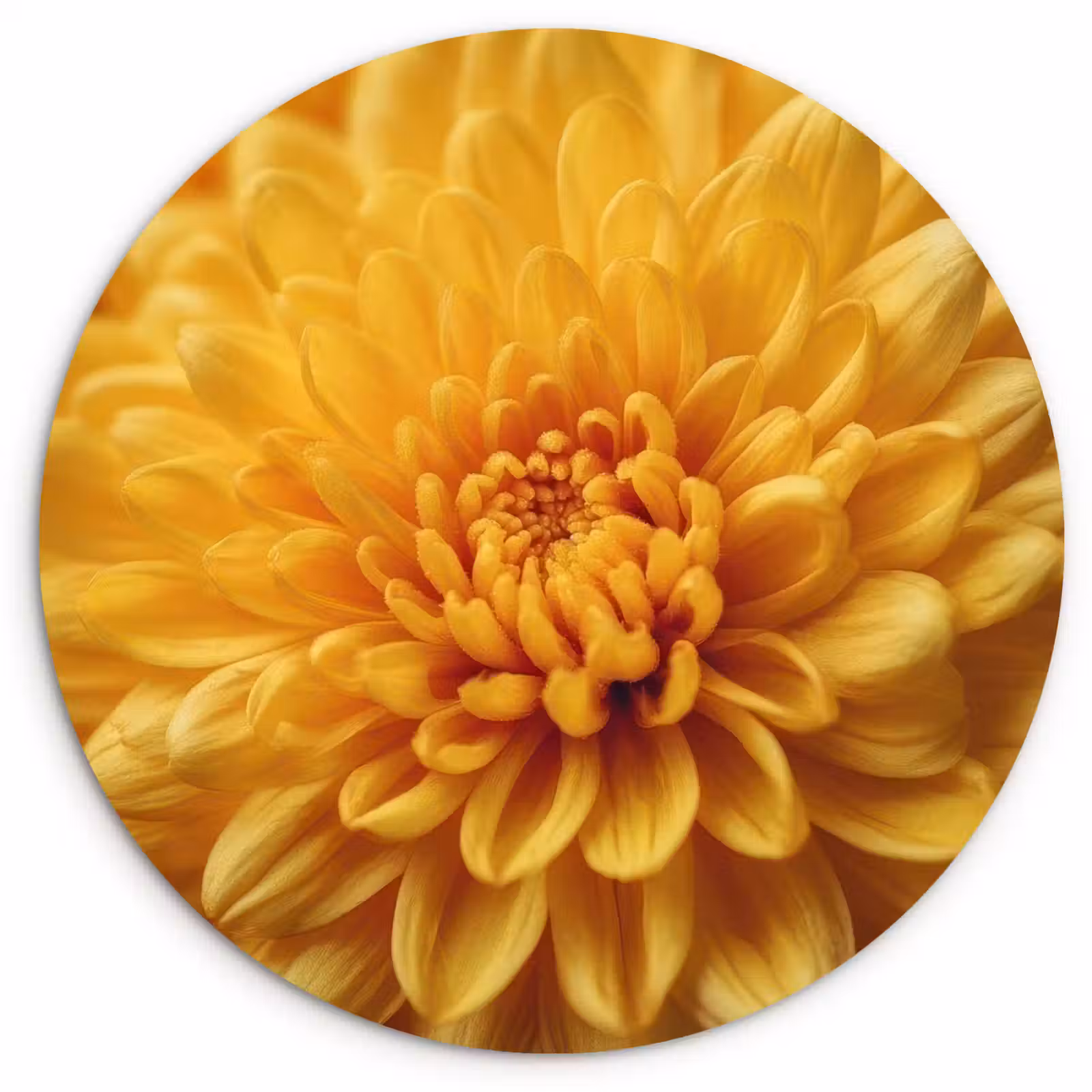 Muurcirkel - Geel - Chrysant - Zachtheid — 1