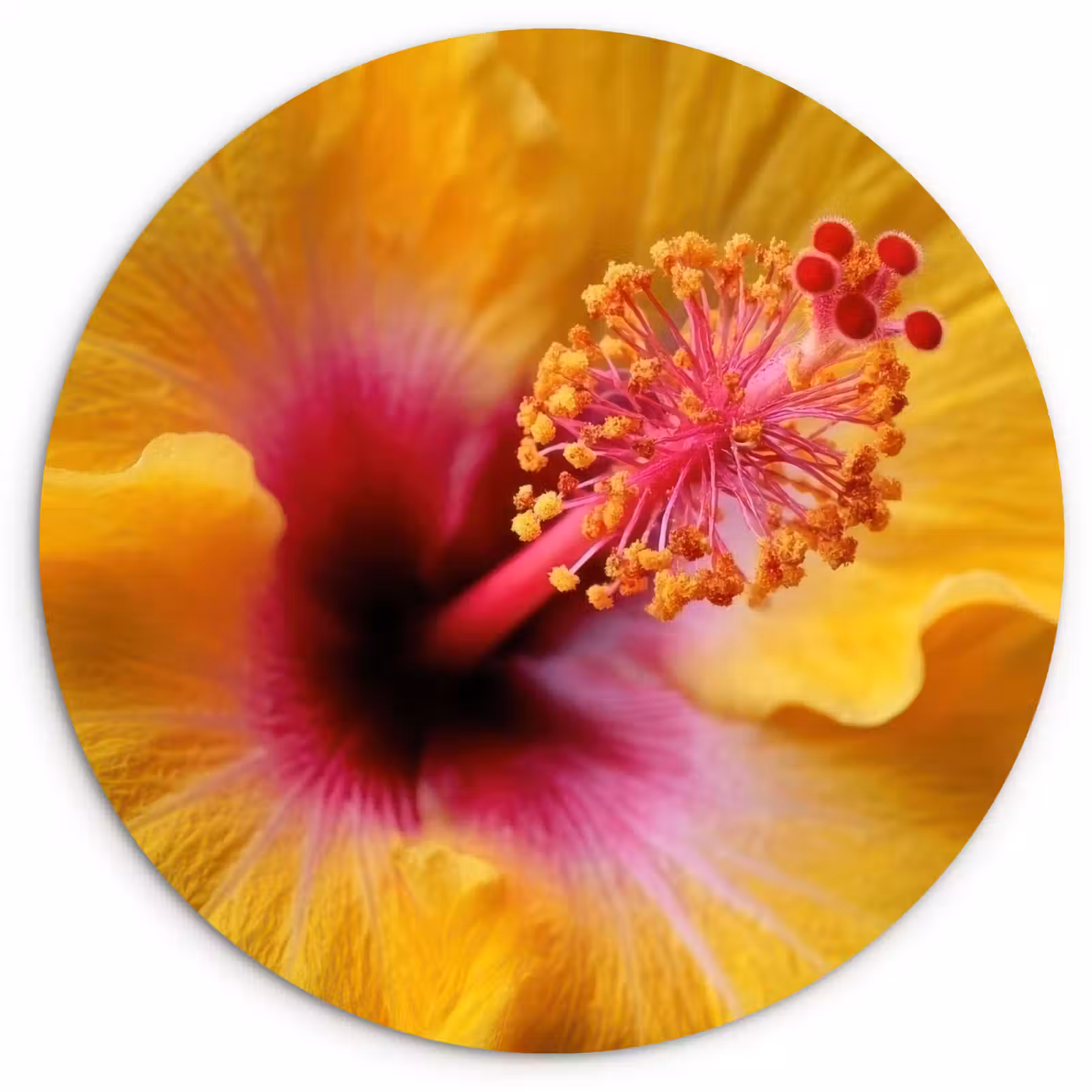 Muurcirkel - Geel - Hibiscus - Tropisch — 1