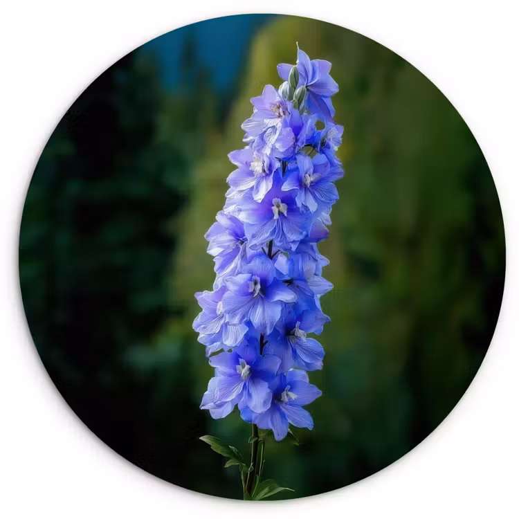 Muurcirkel - Bloemen - Blauw - Dennenboom — 1