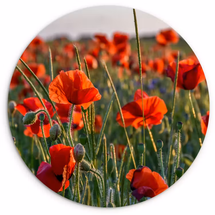 Muurcirkel - Bloemen - Klaprozen - Natuur - Rood — 1