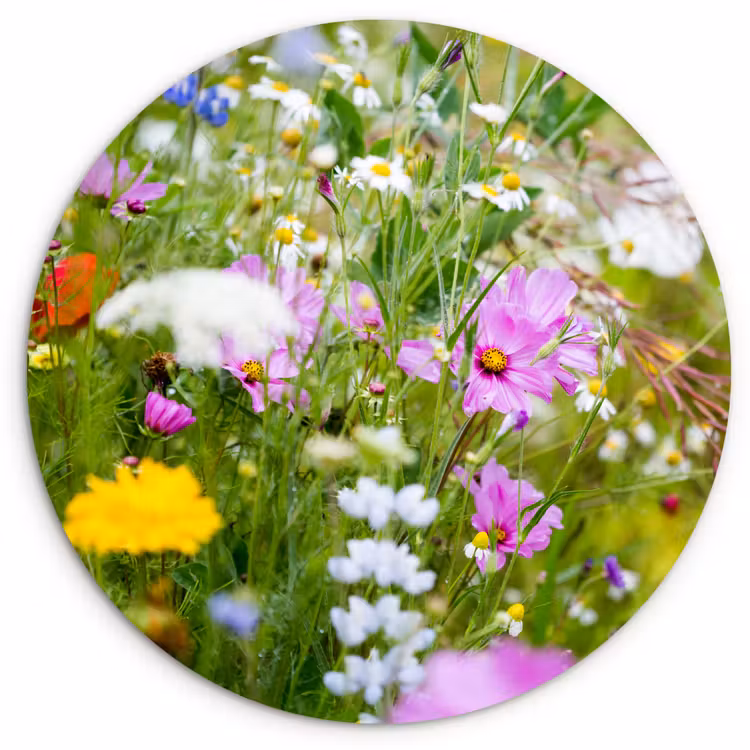 Muurcirkel - Bloemen - Natuur - Groen - Gras - Paars - Wit — 1