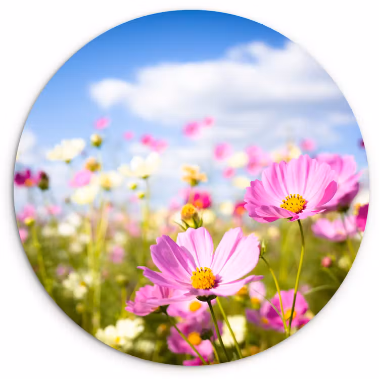 Muurcirkel - Bloemen - Wei - Paars - Gras - Wit - Wolken - Blauw — 1