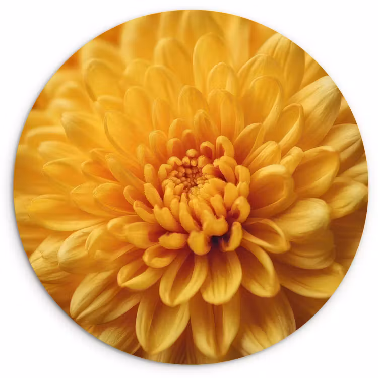 Muurcirkel - Geel - Chrysant - Zachtheid — 1