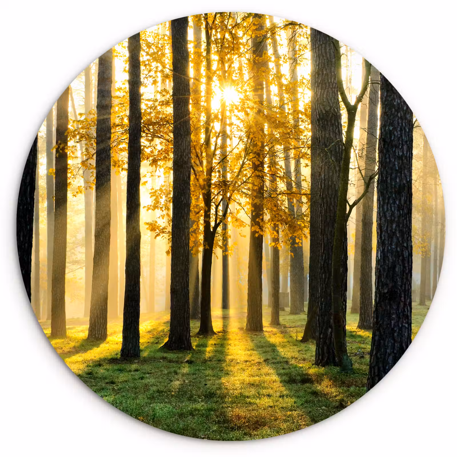 Muurcirkel - Bos - Zon - Bomen - Gras - Landschap - Natuur — 1