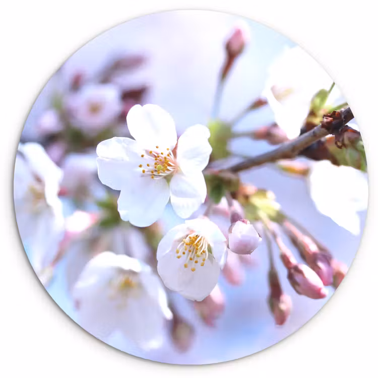 Muurcirkel - Bloemen - Sakura - Tak - Bloesem takken — 1