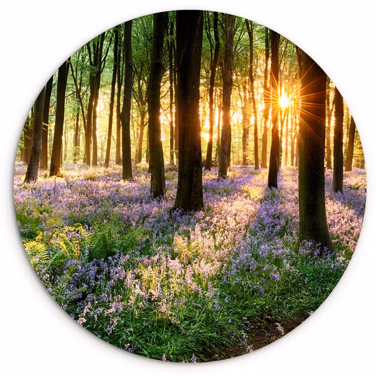 Muurcirkel - Bos - Bloemen - Lavendel - Zon - Paars - Natuur — 1