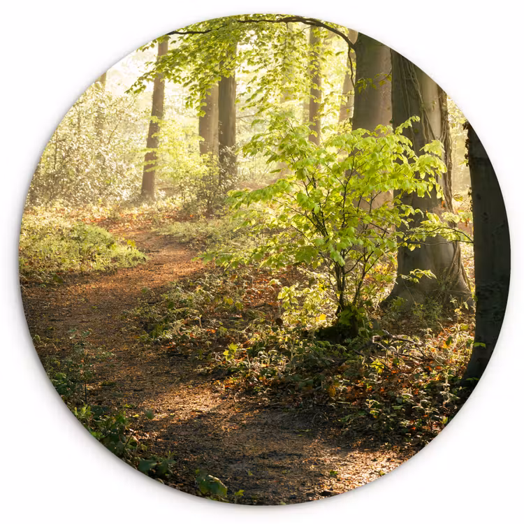 Muurcirkel - Bos - Bomen - Pad - Zon - Planten - Bladeren - Natuur — 1