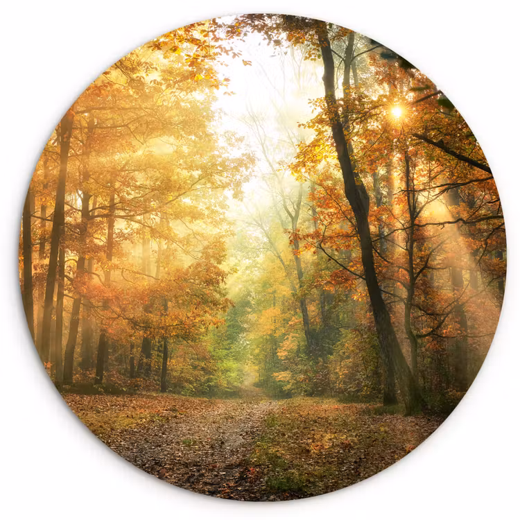 Muurcirkel - Bos - Herfst - Zon - Landschap - Natuur - Bomen - Bladeren — 1