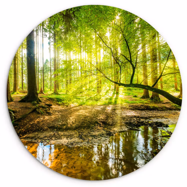 Muurcirkel - Bos - Landschap - Water - Bomen - Zon - Groen - Natuur — 1