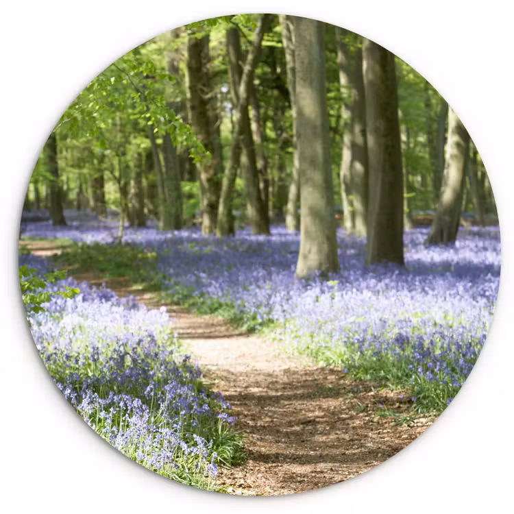 Muurcirkel - Bos - Pad - Bloemen - Paars - Groen - Natuur — 1