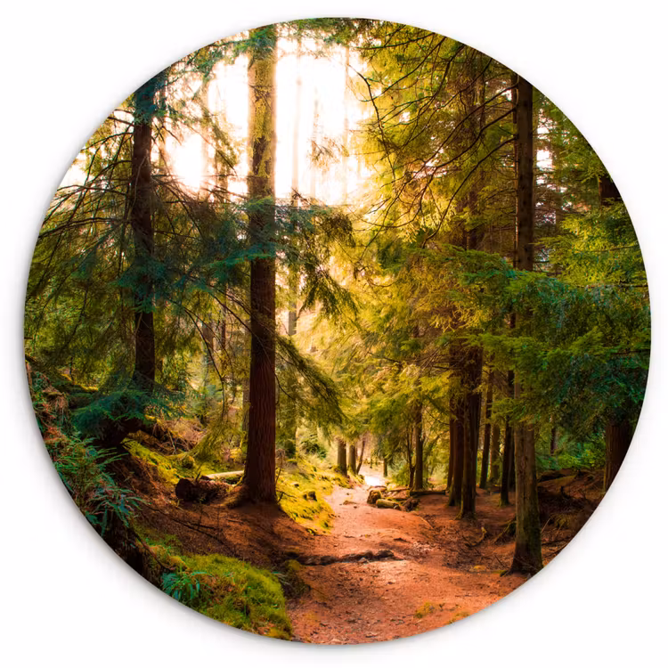 Muurcirkel - Bos - Pad - Bomen - Groen - Zon - Natuur — 1