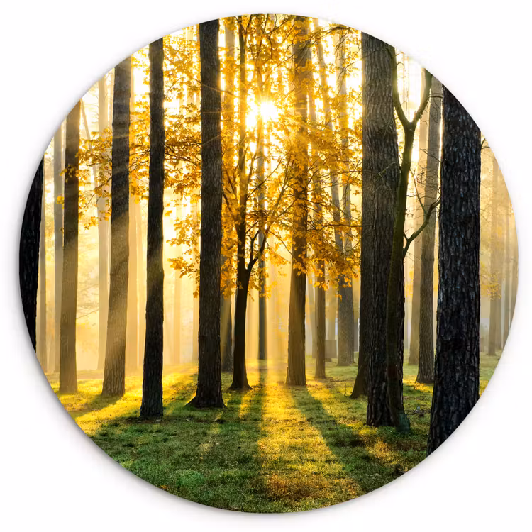 Muurcirkel - Bos - Zon - Bomen - Gras - Landschap - Natuur — 1