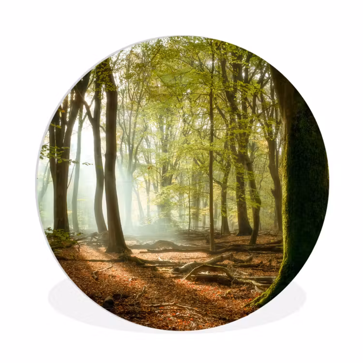 Muurcirkel - Bos - Zon - Seizoenen - Landschap — 1