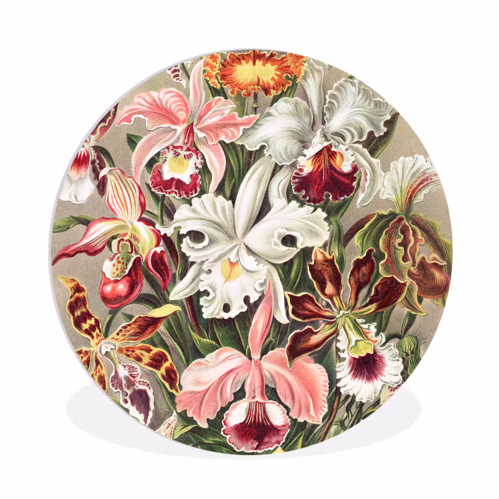 Muurcirkel - Bloemen - Ernst Haeckel - Vintage - Orchidee — 1