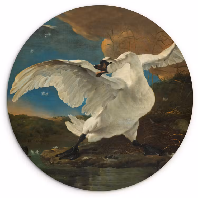 Muurcirkel - De bedreigde zwaan - Schilderij van Jan Asselijn — 1