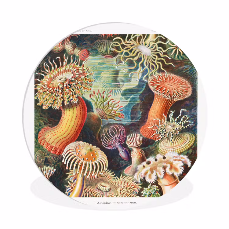 Muurcirkel - Ernst Haeckel - Anemoon - Retro - Natuur - Planten - Zee — 1