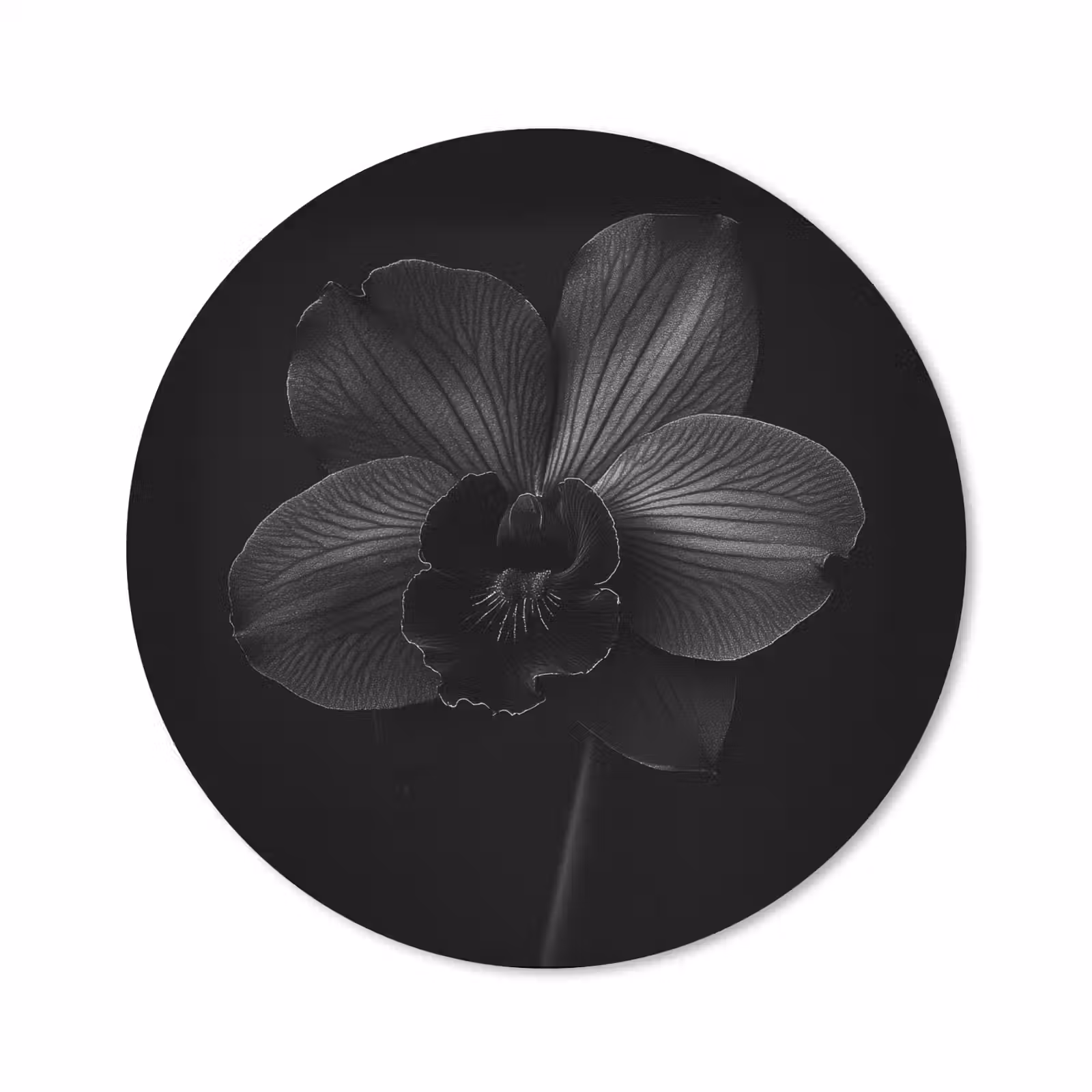 Muismat - Zwart - Bloem - Orchidee — 1