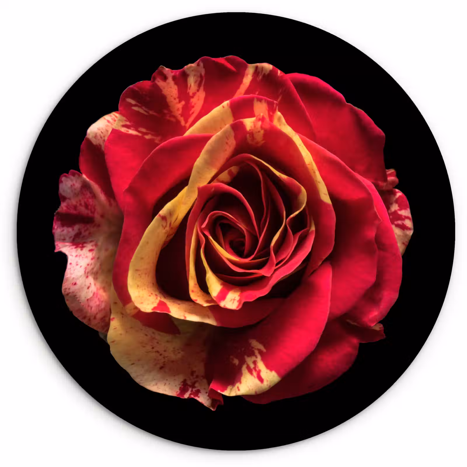 Muurcirkel - Bloem - Roos - Rood - Zwart — 1
