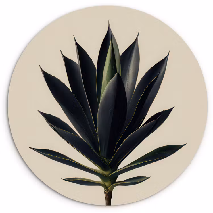 Muurcirkel - Agaveplant - Symmetrisch - Groen — 1