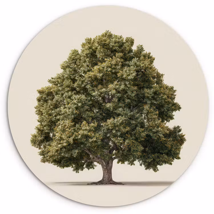 Muurcirkel - Eikenboom - Groen - Lichte achtergrond — 1