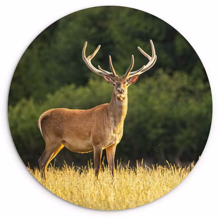 Muurcirkel - Hert - Gewei - Gras - Natuur - Dieren - Groen — 1