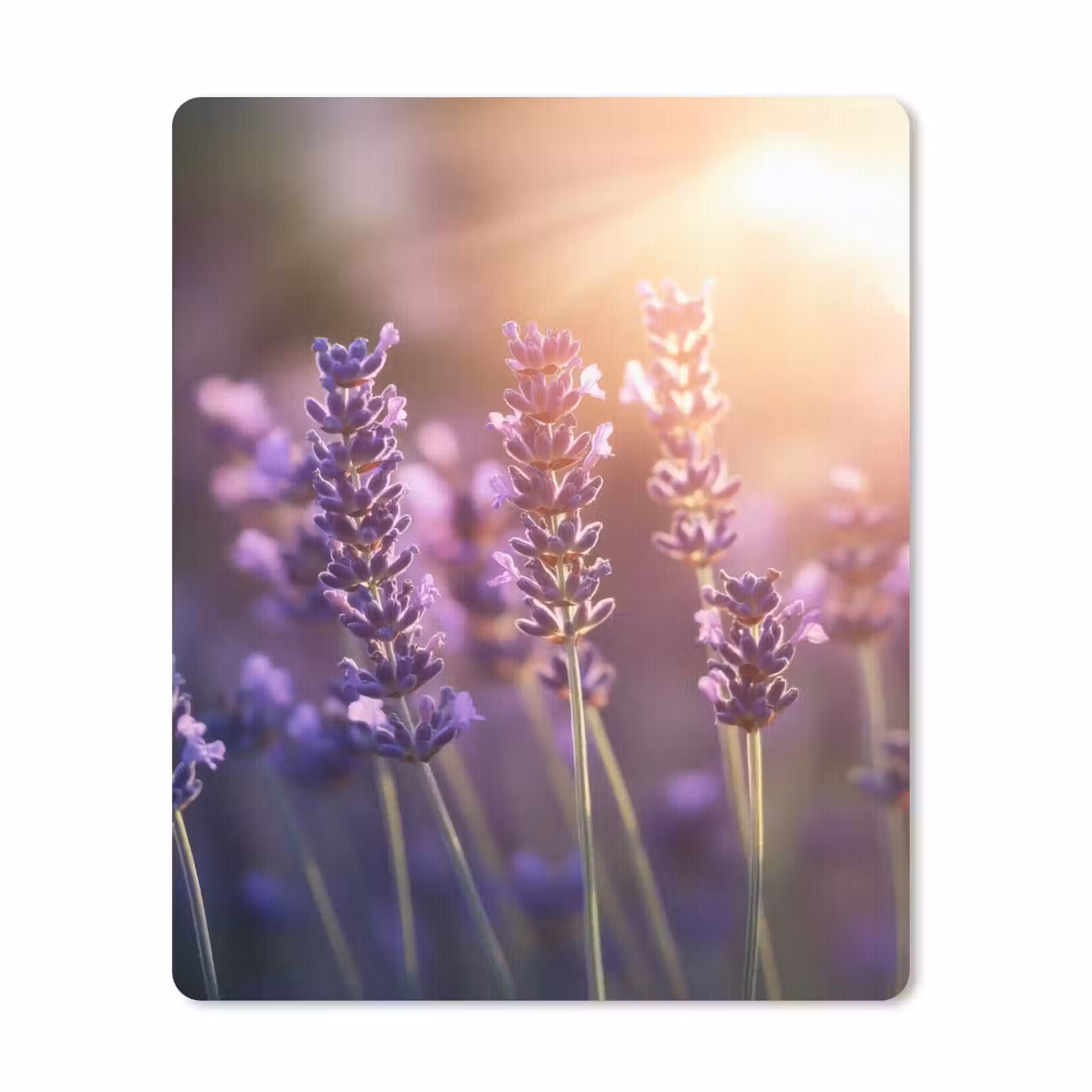 Muismat - Lavendelbloemen - Paars - Zonlicht — 1