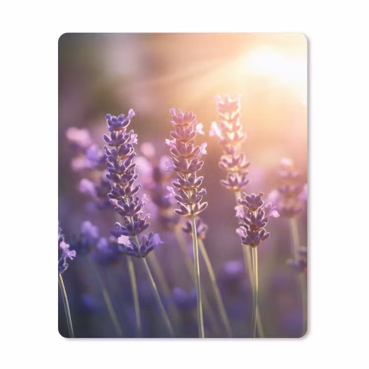Muismat - Lavendelbloemen - Paars - Zonlicht — 1