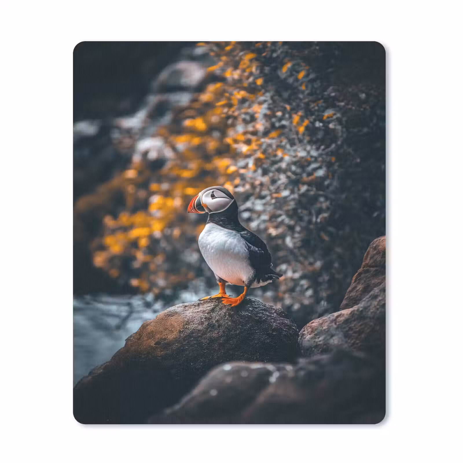 Muismat - Papegaai - Vogel - Rots - Wit — 1