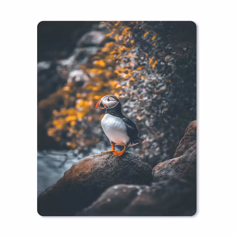 Muismat - Papegaai - Vogel - Rots - Wit — 1