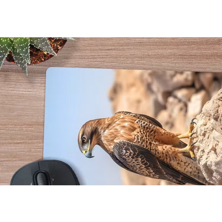 Muismat - Valk - Vogel - Rots - Macht — 5