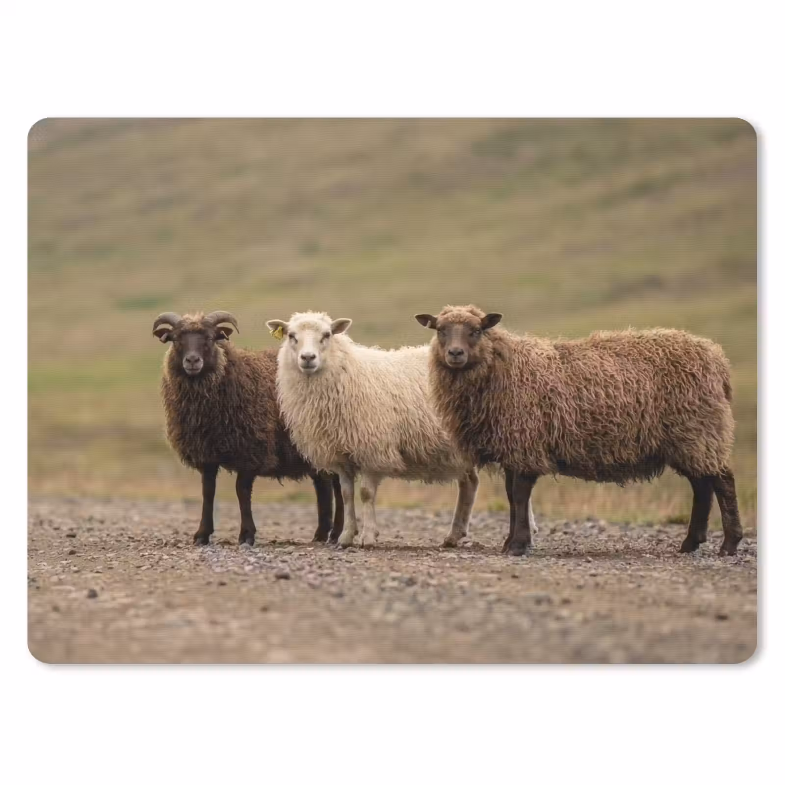 Muismat - Schapen - Bruin - Wit - Grindpad — 1