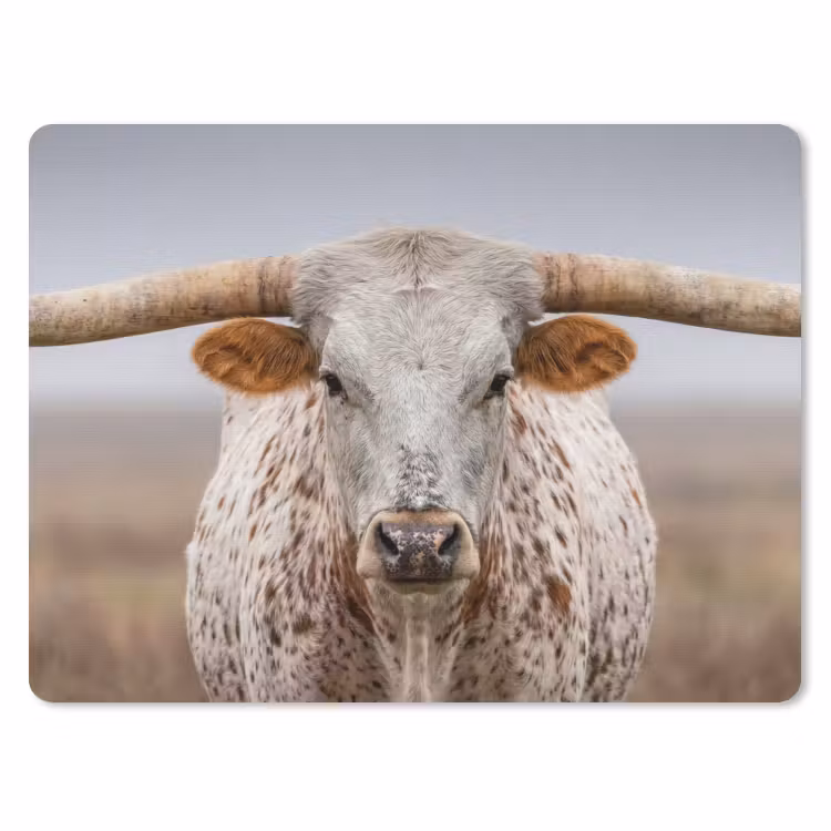 Muismat - Longhorn - Grasveld - Dier — 1