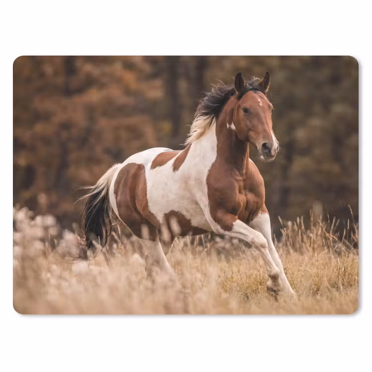Muismat - Paard - Bruin - Gras — 1