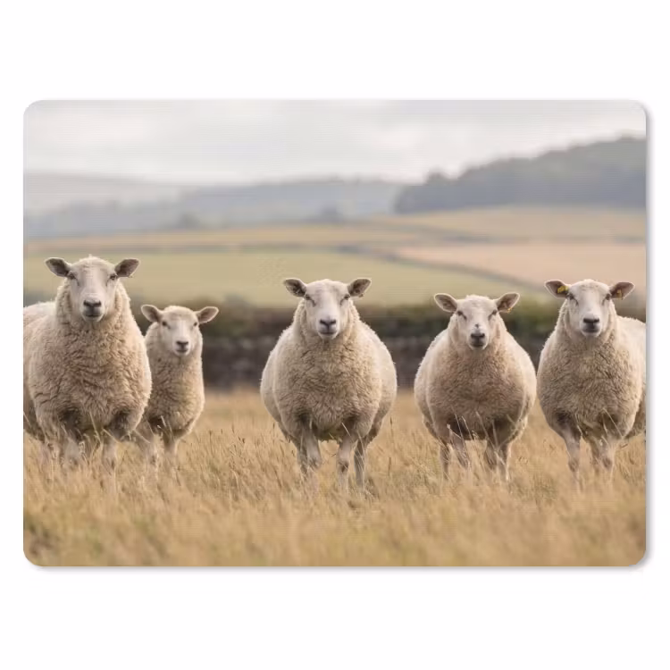 Muismat - Schapen - Weidenlandschap - Heuvels — 1