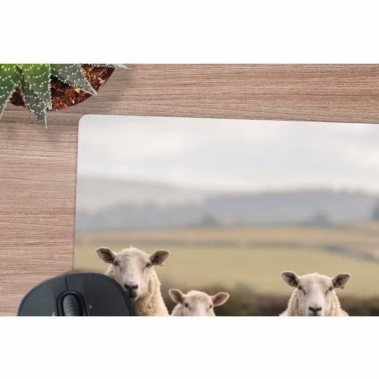 Muismat - Schapen - Weidenlandschap - Heuvels — 4