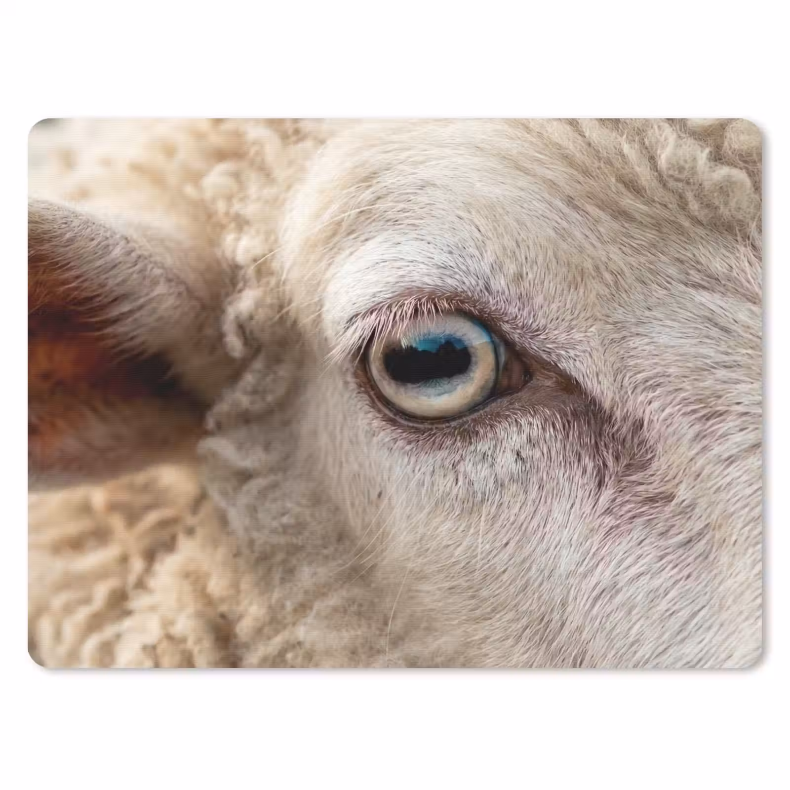 Muismat - Schaap - Oog - Wit — 1