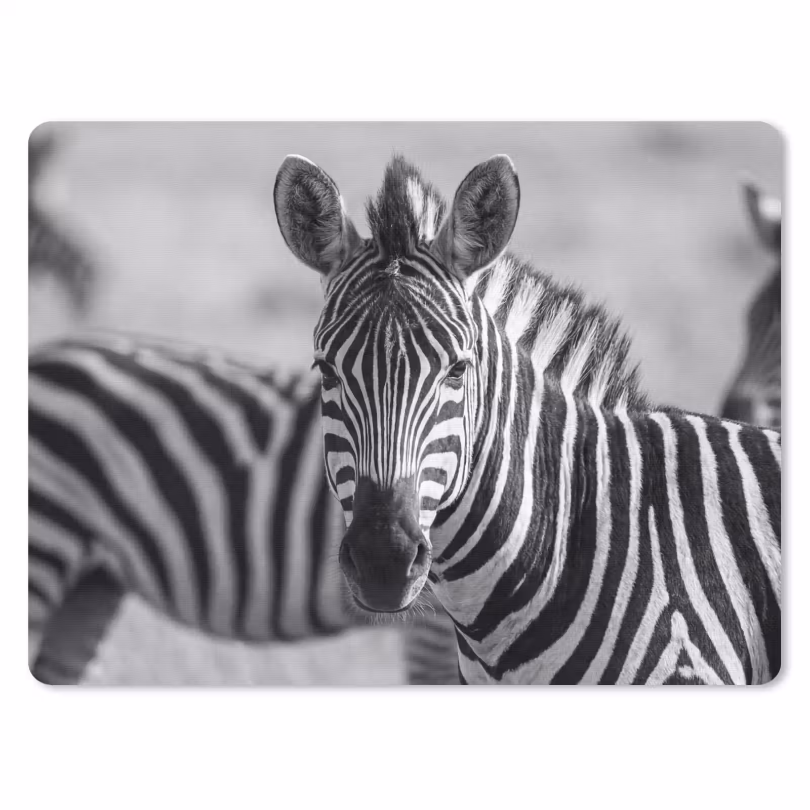 Muismat - Zebra's - Zwart - Wit — 1