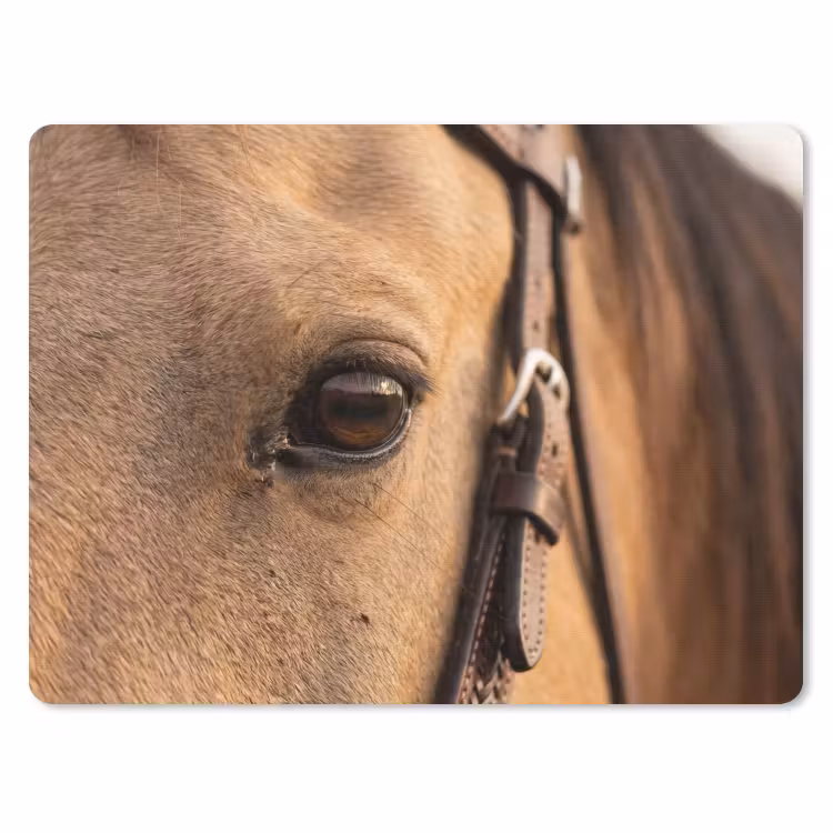 Muismat - Paard - Oog - Bruin — 1