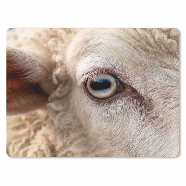 Muismat - Schaap - Oog - Wit — 1