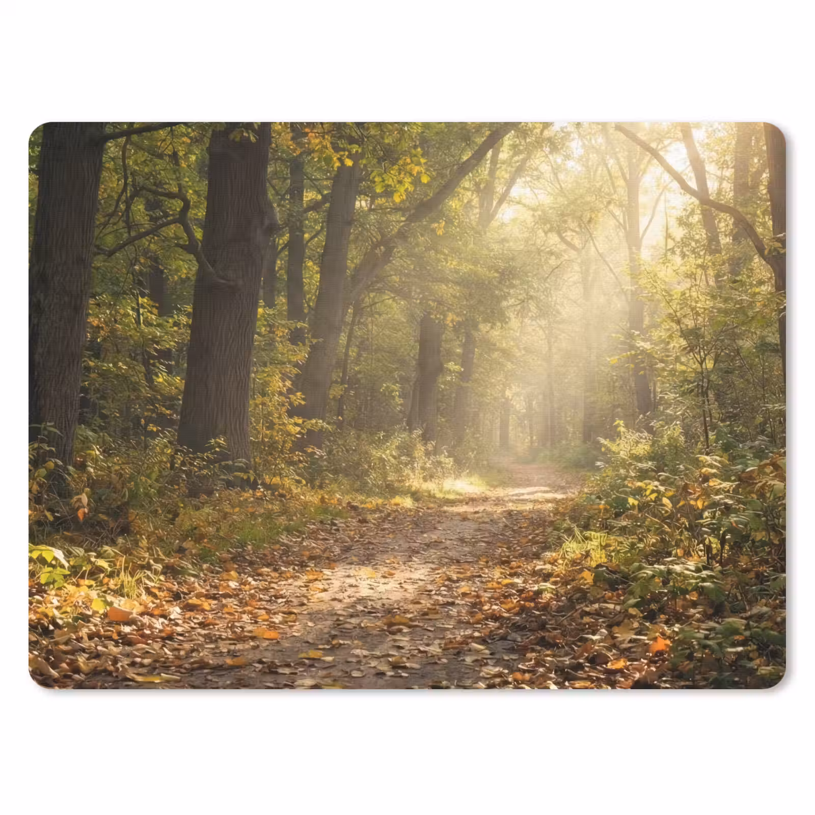 Muismat - Zonlicht - Bospad - Bomen — 1